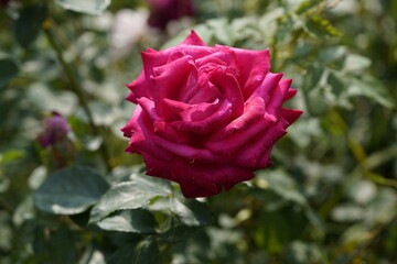 quantum Cambridge valentine roses on different scales and with macro photography