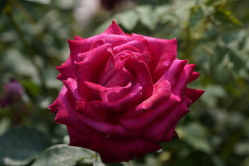 quantum Cambridge valentine roses on different scales and with macro photography