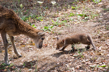 FOX (VULPES VULPES), fox. Nurra. (Sassari) Sardinia. Italy Mouflon - Ovis musimon. Playing puppies, cubs