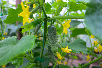 Bright green cucumber leaves frame young cucumbers and open yellow flowers, covered in fresh...