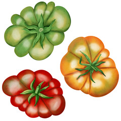 Red, yellow and green tomatoes. Watercolor tomatoes. Botanical pattern for fabric, packaging and kitchen decor.