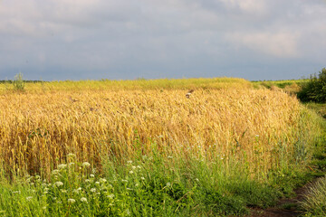 A wide field of ripe wheat with golden ears stretches under a gray sky. This rural landscape...