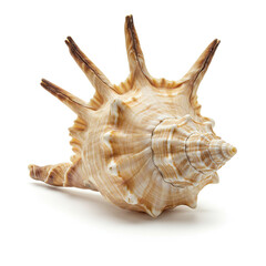 Seashell isolated on white background