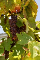 cluster of red grapes hang from the vine