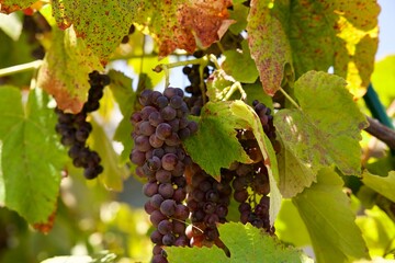 cluster of red grapes hang from the vine