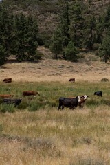 Herd of dairy cows grazing in a field