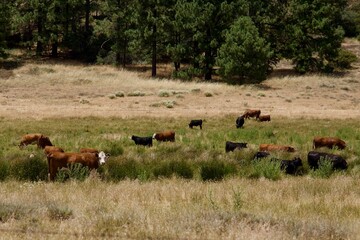 Fototapeta premium Herd of dairy cows grazing in a field
