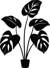Philodendron silhouette on a white background