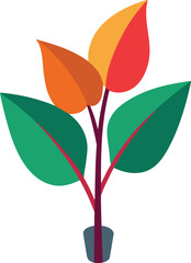 Rubber Plant colorful  on a white background