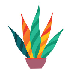 Snake Plant (Sansevieria) colorful  on a white background