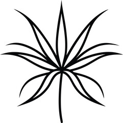 Spider Plant line art on a white background