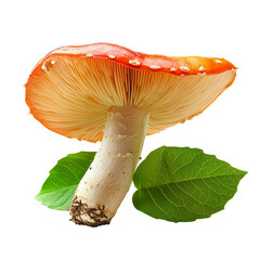 Realistic closeup of a red Amanita mushroom with distinct white dots,  on transparent png background. Ai generated