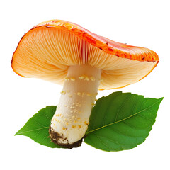 Red mushroom with white spots surrounded by grass blades, sharply focused, on transparent png background. Ai generated