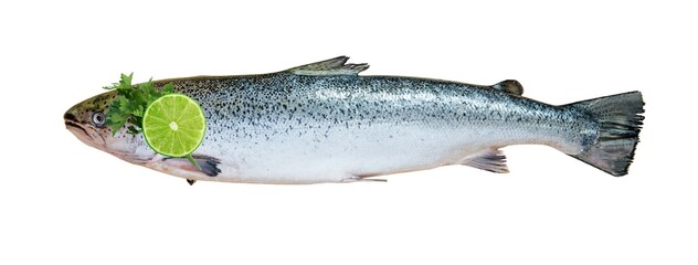 Fresh Atlantic Salmon Whole Fish with Lemon Slice and Parsley on White Background 300dpi. Wild Salmon Fish isolated. Food, Eat, Omega 3 