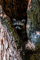 raccoon