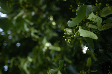 Where Wild flowers Meet Wilderness