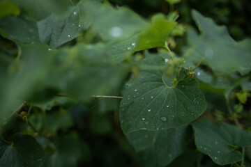 A Canopy of Leaves and Ripening Dreams