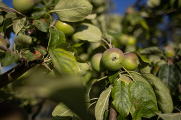 Among Apple Trees –  in Green Serenity