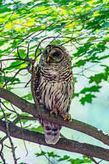 Barred Owl
