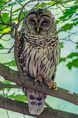 Barred Owl