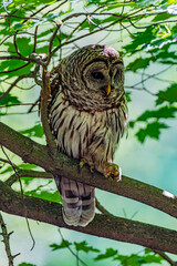 Barred Owl