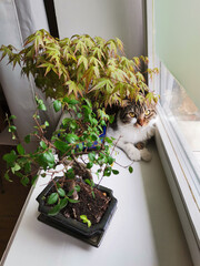 Cute tabby cat looking from a window sill sitting behind maple and ulmus parvifolia bonsai trees