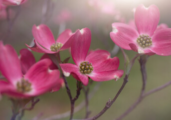 Obraz premium pink dogwood 