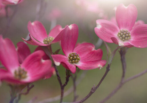 pink dogwood
