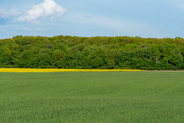 A vast green field stretches out in the foreground, leading to a dense, lush forest. Bright yellow flowers line the forest edge, creating a colorful contrast against the greenery
