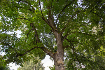A dense and wide crown of a tree, consisting of numerous branches covered with bright green leaves....
