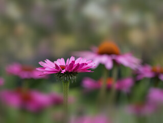 Fototapeta premium purple flower in the garden echinacea 