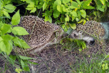 Family of hedgehogs, mother and child, interact in greenery of garden