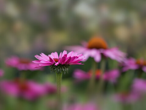 purple flower in the garden echinacea 