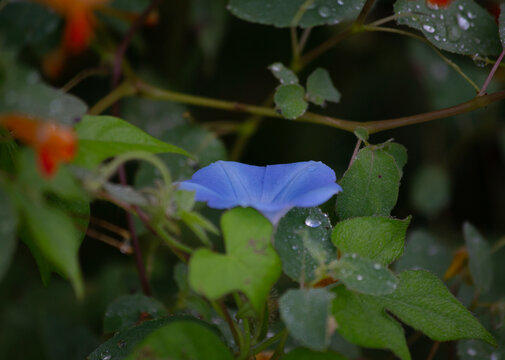 blue purple flower vine