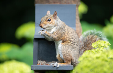 Portrait of a young grey squirrel eating nuts and seeds on a squirrel feeder in a garden
