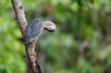 Striated heron perched on a tree branch