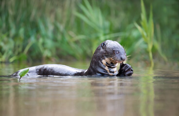 Giant otter eating fish in a river in the Pantanal, Brazil