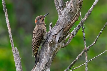 Northern Flicker In Profile.