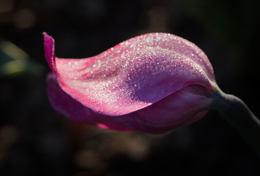 pink tulip close up