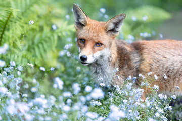 Portrait of a cute red fox in garden foliage with forget-me-not flowers, UK