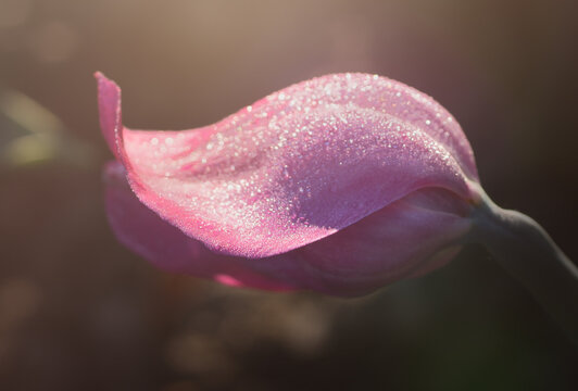 pink tulip close up