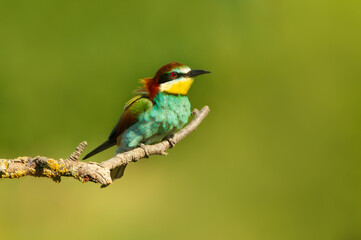 Colorful European bee-eater perched on branch during summer