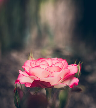 pink rose in the garden