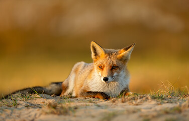Red fox lying in a meadow during a golden sunset