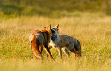 Two cute red fox cubs playing in a meadow
