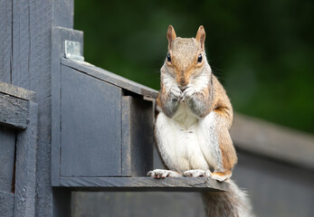 Portrait of a grey squirrel eating nuts and seeds on a squirrel feeder