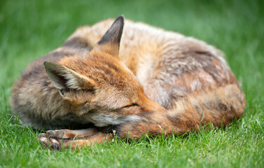 Portrait of a red fox resting on green grass, eyes closed and tail curled around its face