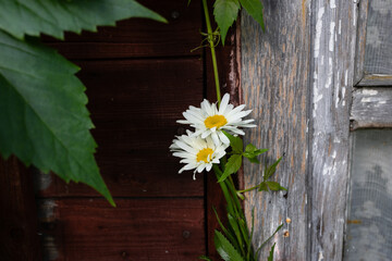 Obraz premium Daisies with yellow centers grow against a burnt-out wooden wall surrounded by green leaves. rustic atmosphere.