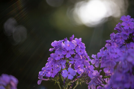 lilac flowers in the garden