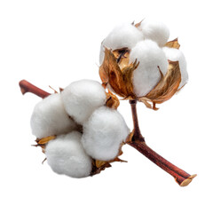 Two cotton buds are on a white background